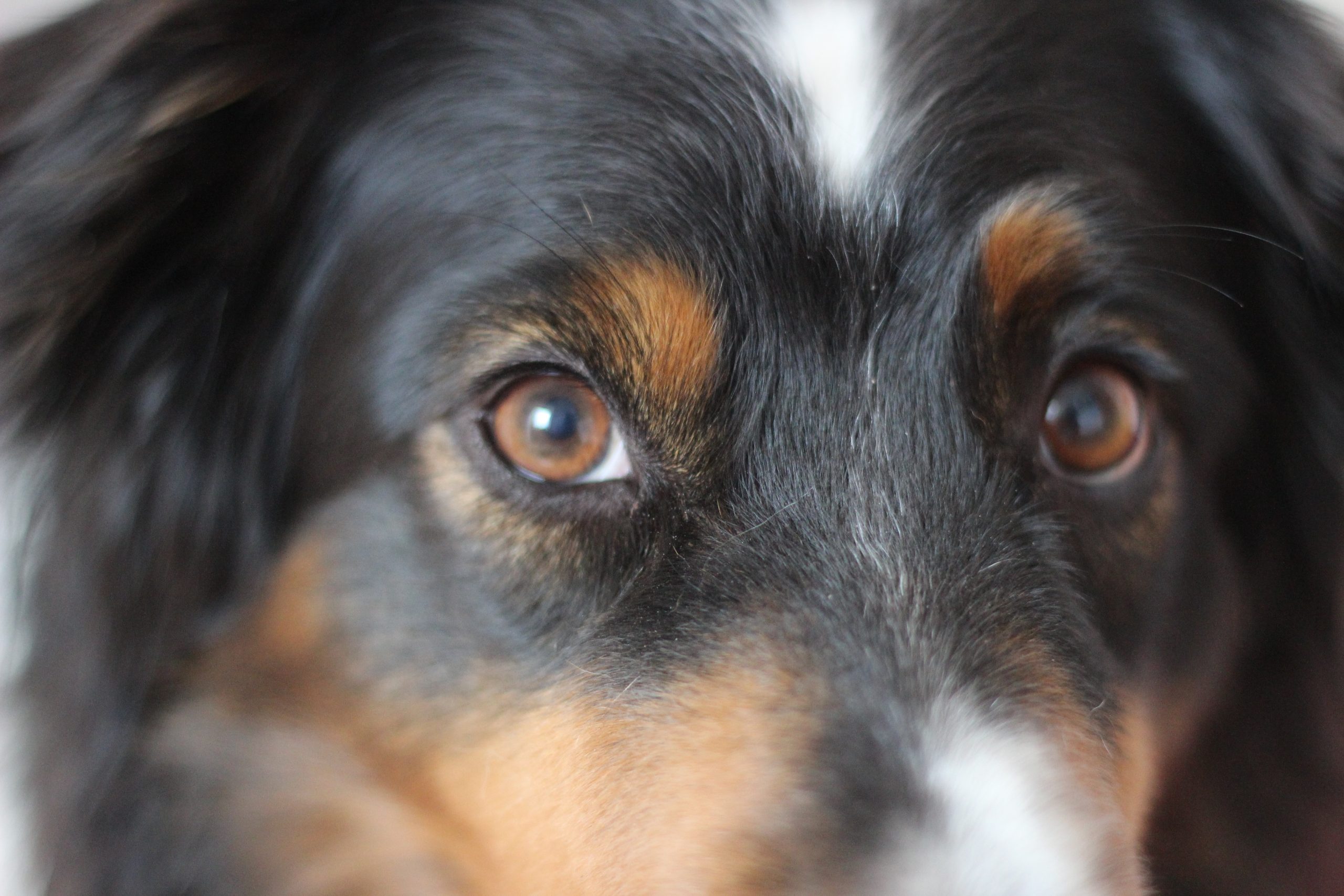 ein schwarzer-braun-weißer Australian Shepherd guckt keck in die Kamera